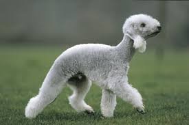 bedlington-terrier-kutya_2