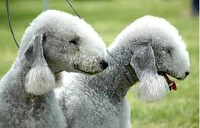 bedlington-terrier-kutya_3