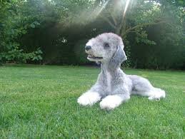 bedlington-terrier-kutya_6
