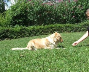 szemioldal_parancs-002